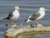 Yellow-footed Gull